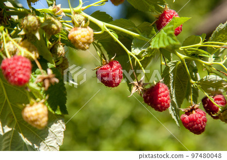 Ripe and unripe raspberry in the fruit garden. Growing natural bush of raspberry. Branch of raspberry in sunlight. Ripe and unripe raspberry in the fruit garden. Growing natural bush of raspberry. Branch of raspberry in sunlight. 97480048