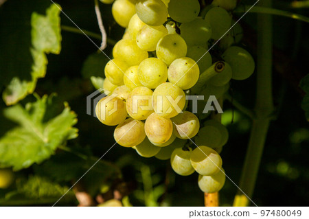 Bunch of green grapes in the garden. Bunch of green grapes in the garden. 97480049