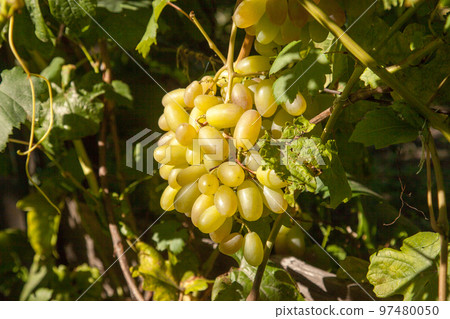 Bunch of green grapes in the garden. 97480050