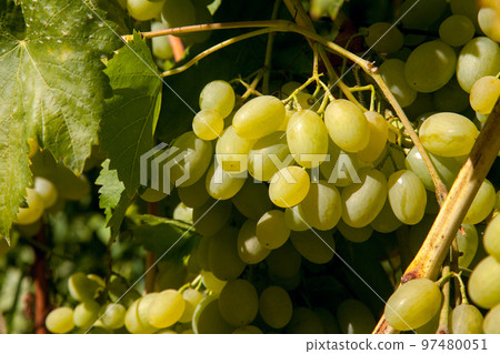 Bunch of green grapes in the garden. Bunch of green grapes in the garden. 97480051