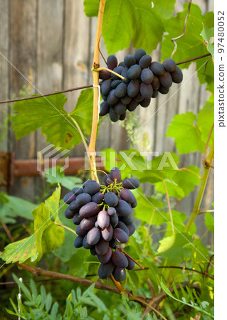 Bunch of pink grapes with big berries in the garden 97480052