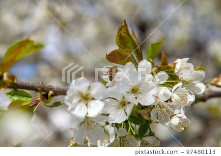 Close up view of working honeybee on white flower of sweet cherry tree. Collecting pollen and nectar to make sweet honey. 97480113