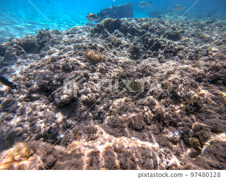 Big Broomtail wrasse (Cheilinus lunulatus) at coral reef.. Big Broomtail wrasse (Cheilinus lunulatus) at coral reef.. 97480128