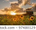 sunflower field in the sunset 97480129