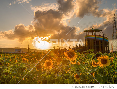 夕陽下的向日葵田 夕陽下的向日葵田 97480129
