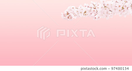 櫻花插畫真實背景 櫻花插畫真實背景 97480134