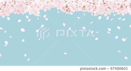 cherry blossom illustration real background 97480601