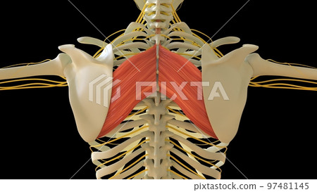 Rhomboid Major Muscle anatomy for medical concept 3D rendering Rhomboid Major Muscle anatomy for medical concept 3D rendering 97481145