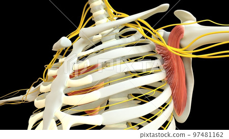 Subscapularis Muscle anatomy for medical concept 3D rendering 97481162