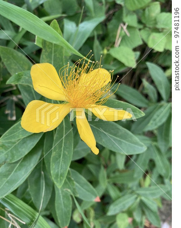 Willow flowers found in an apartment planting in Kawaguchi City, Saitama Prefecture 97481196