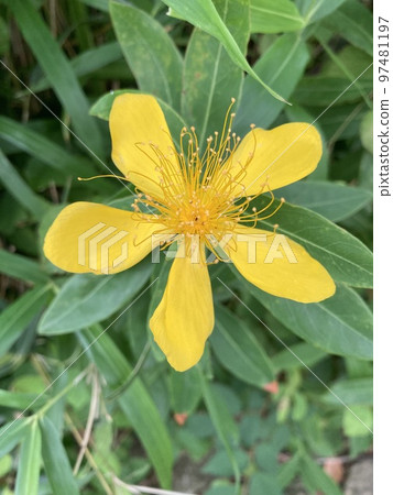 Willow flowers found in an apartment planting in Kawaguchi City, Saitama Prefecture 97481197