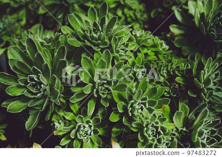 Beautiful green succulent. Beautiful green succulent. 97483272