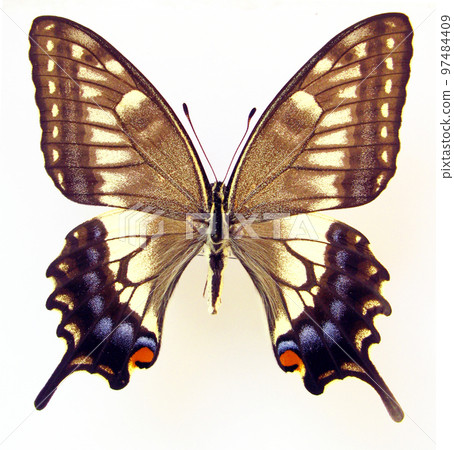 Colorful butterfly isolated on white. Papilio machaon female macro close up, papilionidae, collection butterflies, design element Colorful butterfly isolated on white. Papilio machaon female macro close up, papilionidae, collection butterflies, design element 97484409
