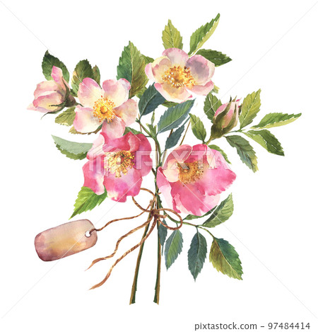 Watercolor dog-rose Briar with berries bouquet, flowers and green leaves, tag, bow, isolated on white background. Hand drawn botanical briar brunch. Watercolor dog-rose Briar with berries bouquet, flowers and green leaves, tag, bow, isolated on white background. Hand drawn botanical briar brunch. 97484414