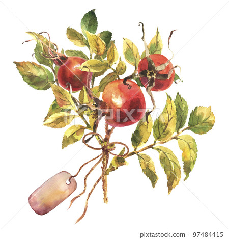 Watercolor dog-rose Briar with berries bouquet, green leaves, tag, bow, isolated on white background. Watercolor dog-rose Briar with berries bouquet, green leaves, tag, bow, isolated on white background. 97484415