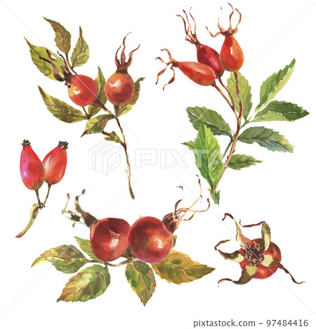 Watercolor set of Dog rose, Briar with red berries and green leaves, on white background. Watercolor set of Dog rose, Briar with red berries and green leaves, on white background. 97484416
