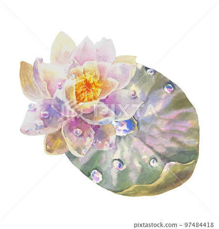 Botanical watercolor illustration of water lilies with dew drops on white background. Botanical watercolor illustration of water lilies with dew drops on white background. 97484418