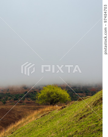 Low clouds in the mountains. Vertical view. Lonely green tree on a steep mountain slope. Low clouds in the mountains. Vertical view. Lonely green tree on a steep mountain slope. 97484703