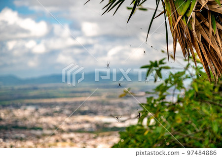 spiders in a web on a tree in nature 97484886