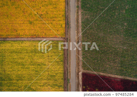 Aerial view of a vineyard in autumn in Chile. Top view Aerial view of a vineyard in autumn in Chile. Top view 97485284