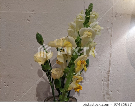 Flowers 97485657