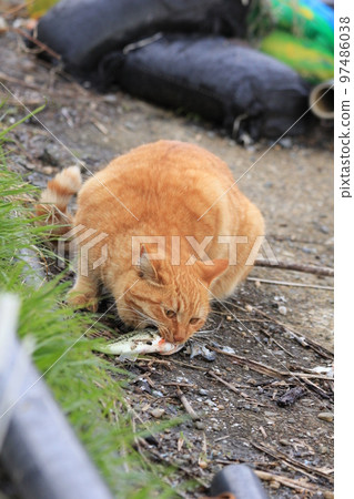 棕色虎斑貓想抓魚，想從頭上找個安全的地方吃 97486038