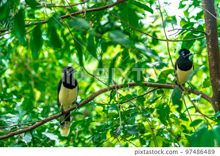 Crested jay on a tree in the forest Crested jay on a tree in the forest 97486489