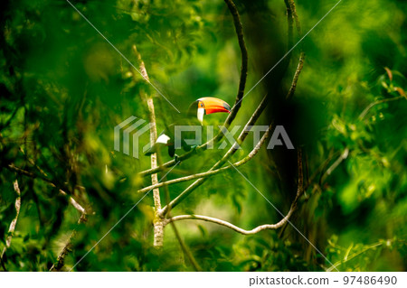toucan on a tree branch in the amazon forest toucan on a tree branch in the amazon forest 97486490