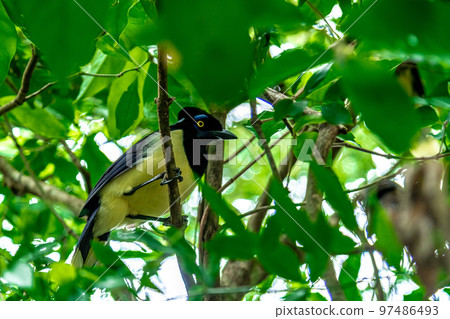 Crested jay on a tree in the forest Crested jay on a tree in the forest 97486493