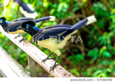 Crested jay on a tree in the forest Crested jay on a tree in the forest 97486496