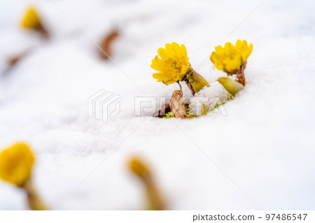 [Flower material] Adonis pruriens peeking out from the snow [Nagano Prefecture] 97486547