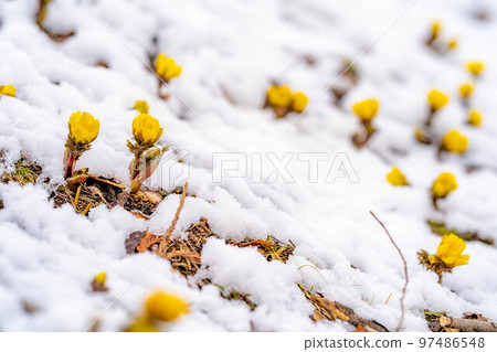 [Flower material] Adonis pruriens peeking out from the snow [Nagano Prefecture] 97486548