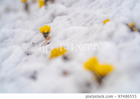 [花材]從雪中窺視的阿多尼斯·普里恩斯[長野縣] 97486555