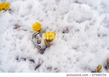 [花材]從雪中窺視的阿多尼斯·普里恩斯[長野縣] 97486556