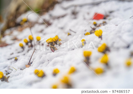 [花材]從雪中窺視的阿多尼斯·普里恩斯[長野縣] 97486557