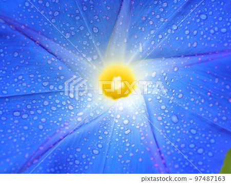 Up of blue morning glory flowers wet in the rain Up of blue morning glory flowers wet in the rain 97487163