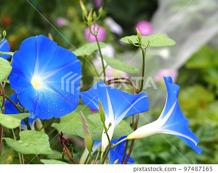 Up of blue morning glory flowers wet in the rain Up of blue morning glory flowers wet in the rain 97487165