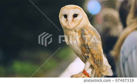 An owl on a city street in the evening waiting for tourists. An owl on a city street in the evening waiting for tourists. 97487319