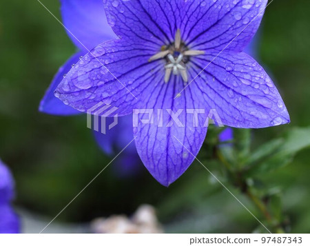Close-up of a bellflower wet in the rain Close-up of a bellflower wet in the rain 97487343