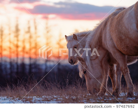 Mother and horse 97487692
