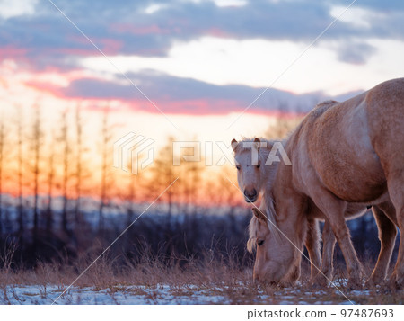 Mother and horse 97487693