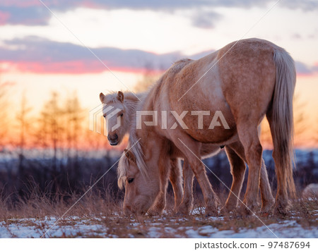 Mother and horse 97487694