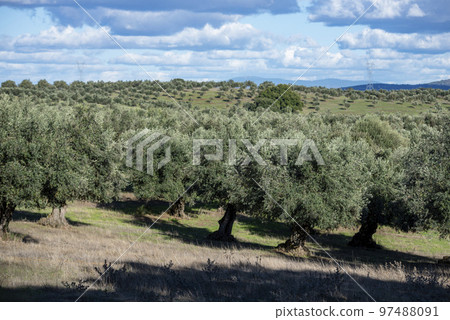 PORTUGAL ALENTEJO AVIS PORTUGAL ALENTEJO AVIS 97488091