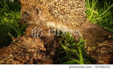 Spiny hedgehog explores grassy lawn walking along timber Spiny hedgehog explores grassy lawn walking along timber 97488202