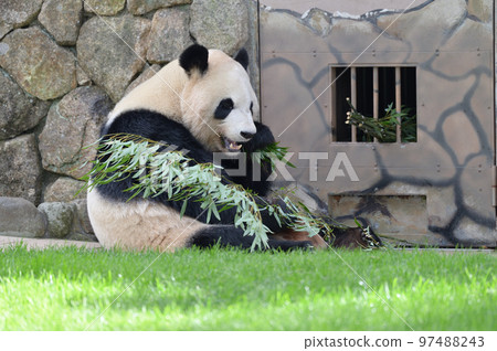 Ayahama eating bamboo deliciously 97488243