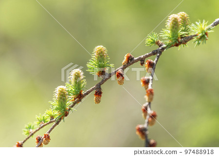 日本落葉松和雌雄花札幌市的新綠 日本落葉松和雌雄花札幌市的新綠 97488918