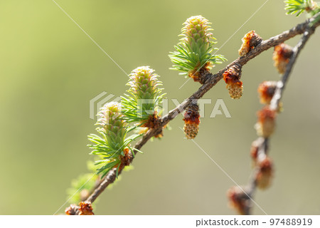 日本落葉松和雌雄花札幌市的新綠 日本落葉松和雌雄花札幌市的新綠 97488919