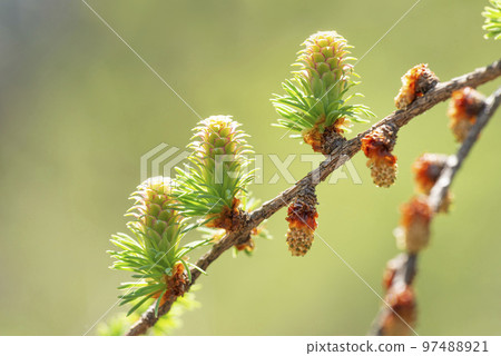 Fresh green of Japanese larch and female and male flowers Sapporo City Fresh green of Japanese larch and female and male flowers Sapporo City 97488921