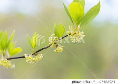 Ohba Kuromoji Usu Zenkoji Natural Park, Date City, Hokkaido Ohba Kuromoji Usu Zenkoji Natural Park, Date City, Hokkaido 97488925