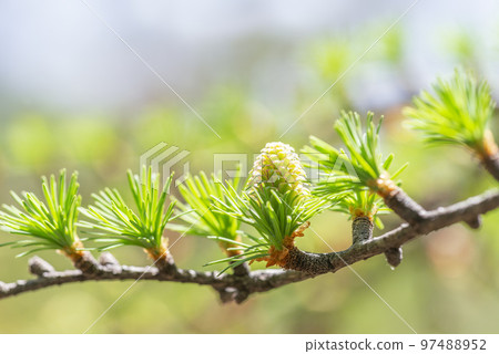 Fresh green and female larch flowers Sapporo City Fresh green and female larch flowers Sapporo City 97488952